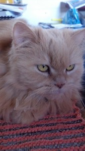 IMG_20130907_145449_020